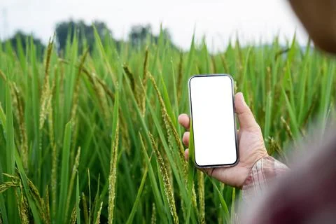 Farmer using mobile with blank white screen checking report of agriculture in Stock Photos