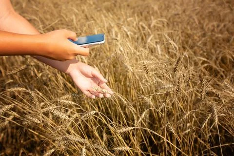 A farmer using a mobile phone checks the report on the finished wheat on the Stock Photos