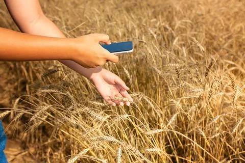 A farmer using a mobile phone checks the report on the finished wheat on the Stock Photos