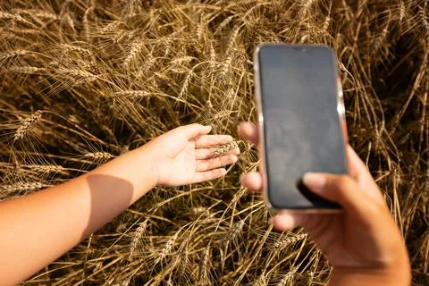 A farmer using a mobile phone checks the report on the finished wheat on the Stock Photos