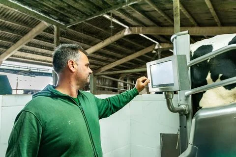 Farmer using modern technology for cow milking in barn Stock Photos