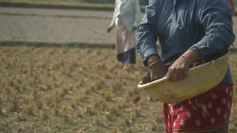 Farmer using organic compost at harvested paddy field Stock Footage 317988663