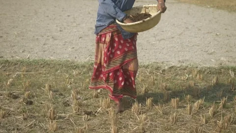 Farmer using organic compost at harvested agricultural field Stock Footage 317988668