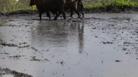 A farmer using oxen to plow in a muddy rice paddy field Stock Footage 314509205