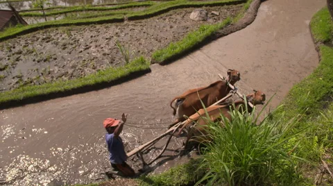 A farmer is using a plough to work on a rice field Stock Footage 68637124