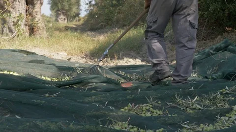 Farmer using rake to remove leaves from net. Harvesting olives Stock Footage 111567167
