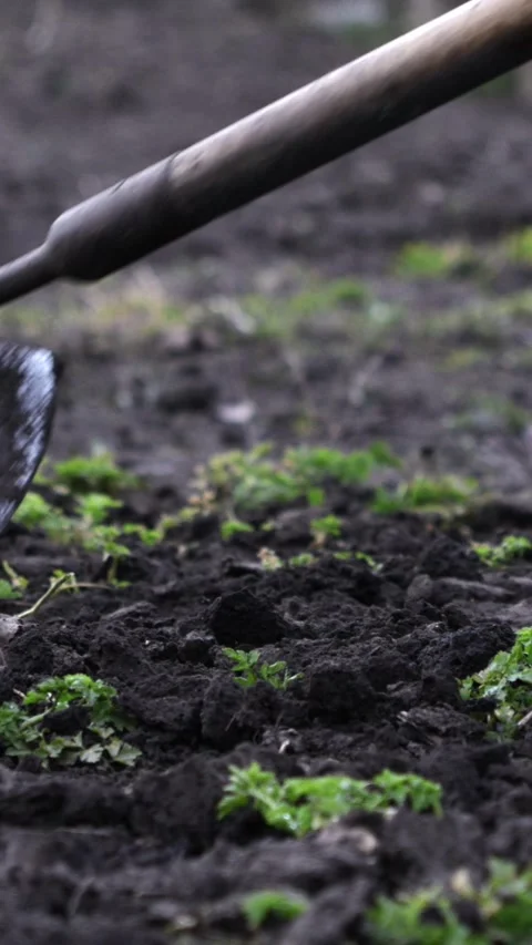 A farmer using a sharp hoe to weed the soil in a kitchen garden, emphasizing Stock Footage 339790701