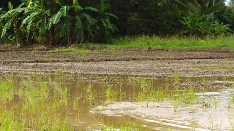 Farmer using small tractor Stock Footage 91622931