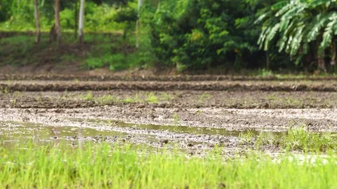 Farmer using small tractor Stock Footage 91622950