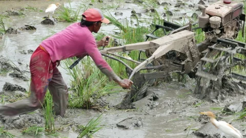 Farmer using a small tractor to plow rice paddy field in Bali - Close up Stock Footage 133079799