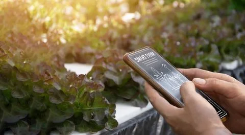 Farmer using smart foam in vegetable plot with smart farming interface icon.. Stock Photos