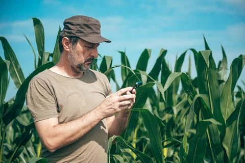 Farmer using a smartphone app while standing in a lush green cornfield. Sma.. Stock Photos