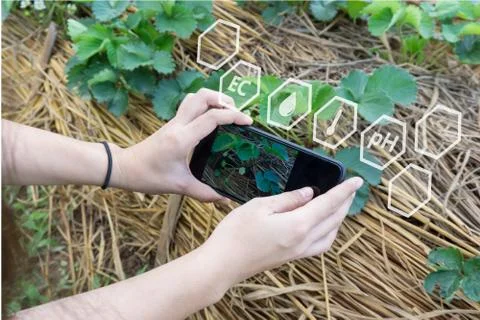 Farmer using smartphone checking temperature, humidity, soil pH with on digit Stock Photos