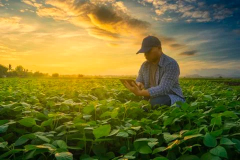 Farmer using smartphone in mung bean garden with light shines sunset Stock Photos