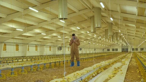 Farmer using smartphone in poultry farm. 4K Stock Footage 112495853