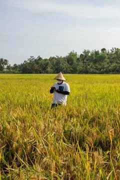 A farmer is using a smartphone while checking the rice field. Stock Photos