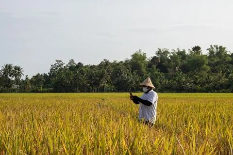 A farmer is using a smartphone while checking the rice field. Stock Photos