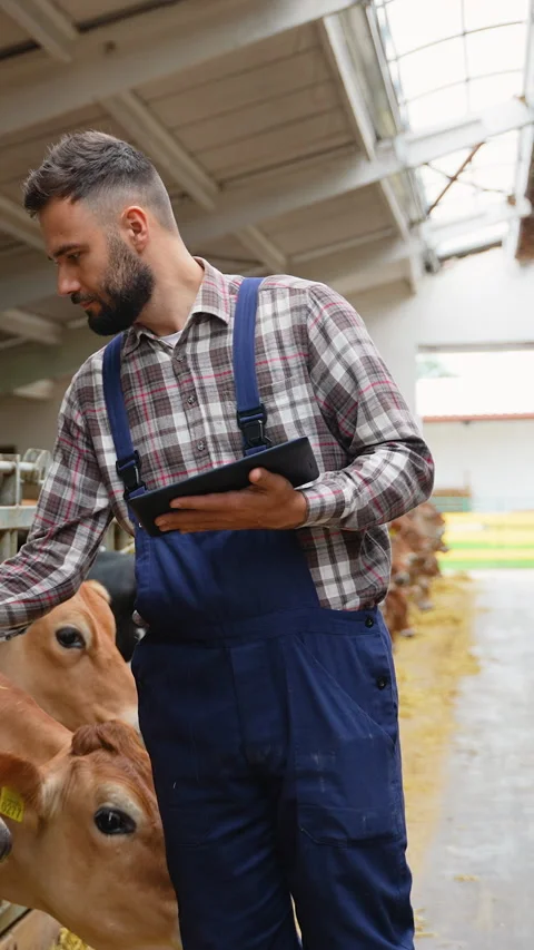 Farmer using tablet and petting cows in barn Stock Footage 315151704