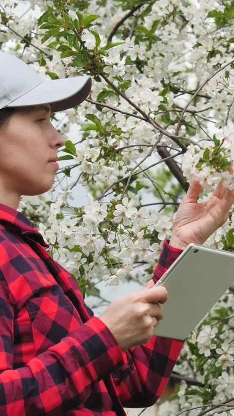 Farmer using tablet, Blossoming garden inspection, Agricultural technology Stock Footage 277511701