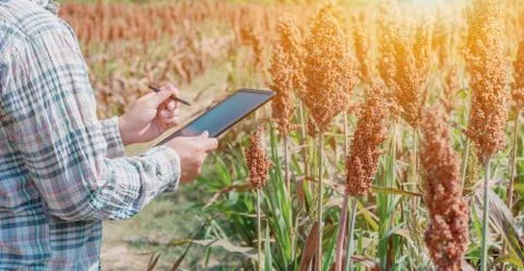Farmer using tablet for checking the quality of agricultural crops in field. Foto stock