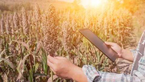 Farmer using tablet for checking the quality of agricultural crops in field. Фото