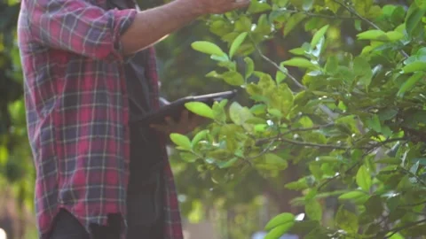 Farmer using tablet computer for technology to monitor Stock Footage 234126398