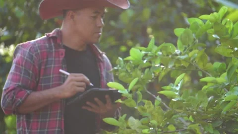 Farmer using tablet computer for technology to monitor Stock Footage 234126526