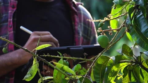 Farmer using tablet computer for technology to monitor Stock Footage 234126692