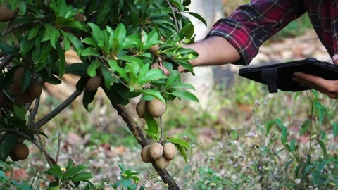 Farmer using tablet computer for technology to monitor Stock Footage 234127085