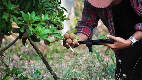Farmer using tablet computer for technology to monitor Stock Footage 234127142