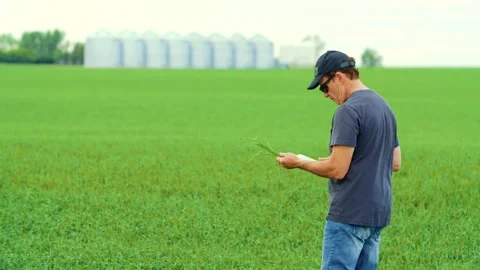 A farmer using a tablet to inspect a growing crop with silos in the background 스톡 동영상 163162132