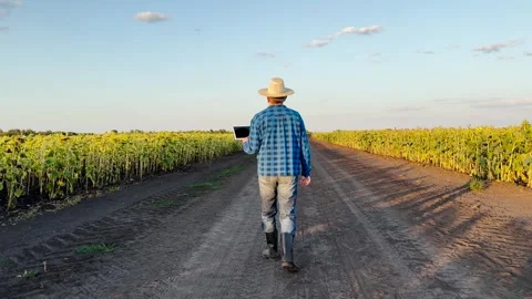 Farmer using tablet in sunflower field, digital agriculture technology, modern Stock Footage 305789979