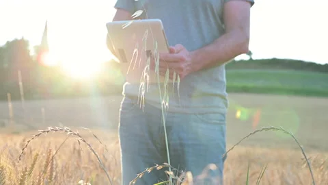 Farmer using tablet in wheat field. Scientist working in field with agriculture 動画素材 155724929