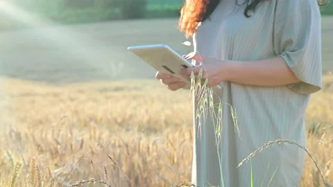 Farmer using tablet in wheat field. Scientist working in field with agriculture Stock Footage 155804245