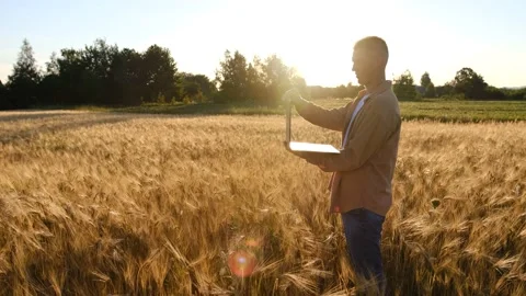 Farmer using tablet in wheat field. Scientist working in field with agriculture Stock Footage 201804263