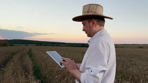 Farmer using tablet in wheat field, digital agriculture concept, modern farming Stock Footage 312235176