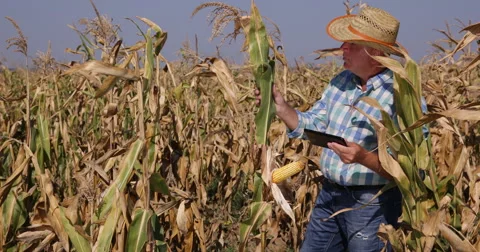 Farmer Using Touch Tablet Analyze Corn Cob Check Maize Field Farmland Harvest Stock Footage 58658680