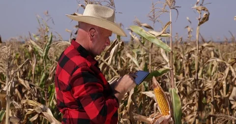 Farmer Using Touch Tablet Analyze Corn Cob Check Maize Field Farmland Harvest Stock Footage 75731224