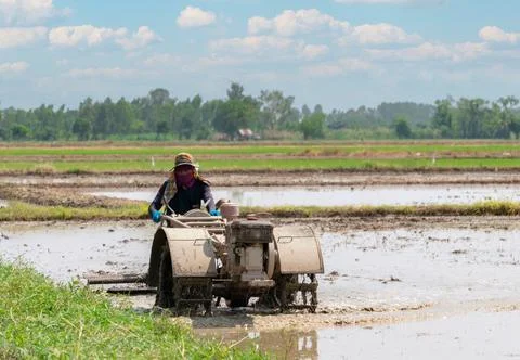 Farmer using tractor plowing rice field for rice plant. Stock Photos