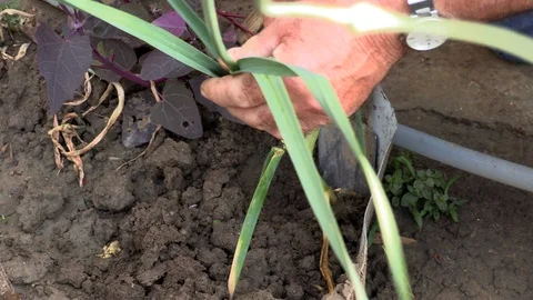 Farmer using trowel to pull garlic bulb from the ground, harvesting time Stock Footage 97769940