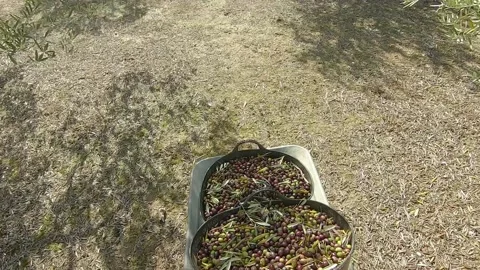 Farmer using a wheelbarrow with buckets full of freshly picked olives in the Stock Footage 144140381