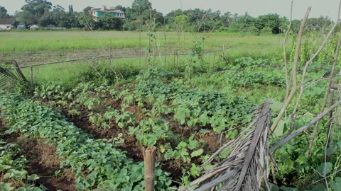 Farmer at vegetable patch, India, Goa. Traditional farming practice. Stock Footage 159327338
