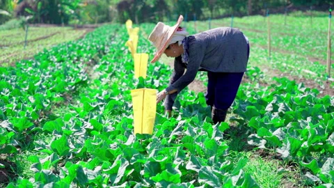 Farmer vegetable plot slow motion handheld side angle Vídeos de archivo 156066364