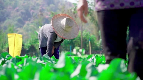 Farmer vegetable plot slow motion Stock-Footage 156066573