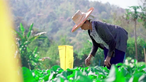 Farmer vegetable plot slowmotion side angle Video stock 156066523