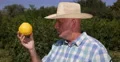 Farmer Verify Close Grapefruit Sour Bitter Juicy Tasty Delicious Citrus Fruit 4k or 4k+ Resolution