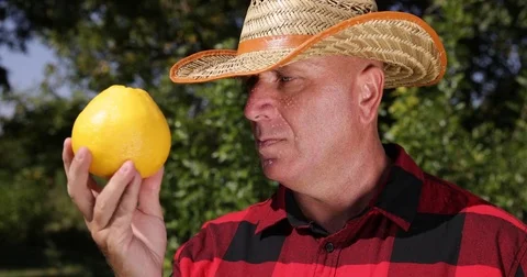 Farmer Verify Close Grapefruit Sour Bitter Juicy Tasty Delicious Citrus Fruit Stock Footage 83654669