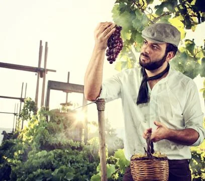 Farmer in the vineyard Foto stock