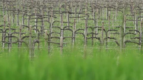 Farmer in a vineyard triming; Full HD Photo JEG Stock Footage 8659952