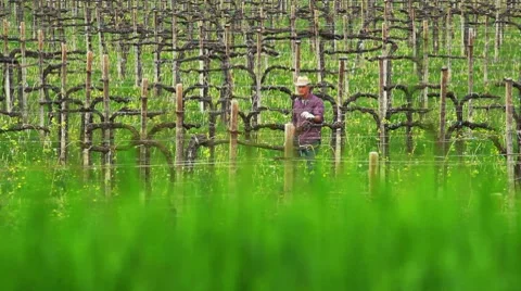 Farmer in a vineyard triming; Full HD Photo JEG Stock Footage 8660377